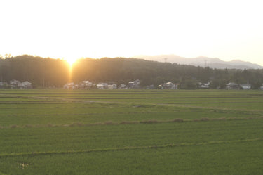 お米の国の女性のために